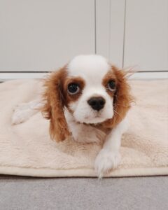 こしあん