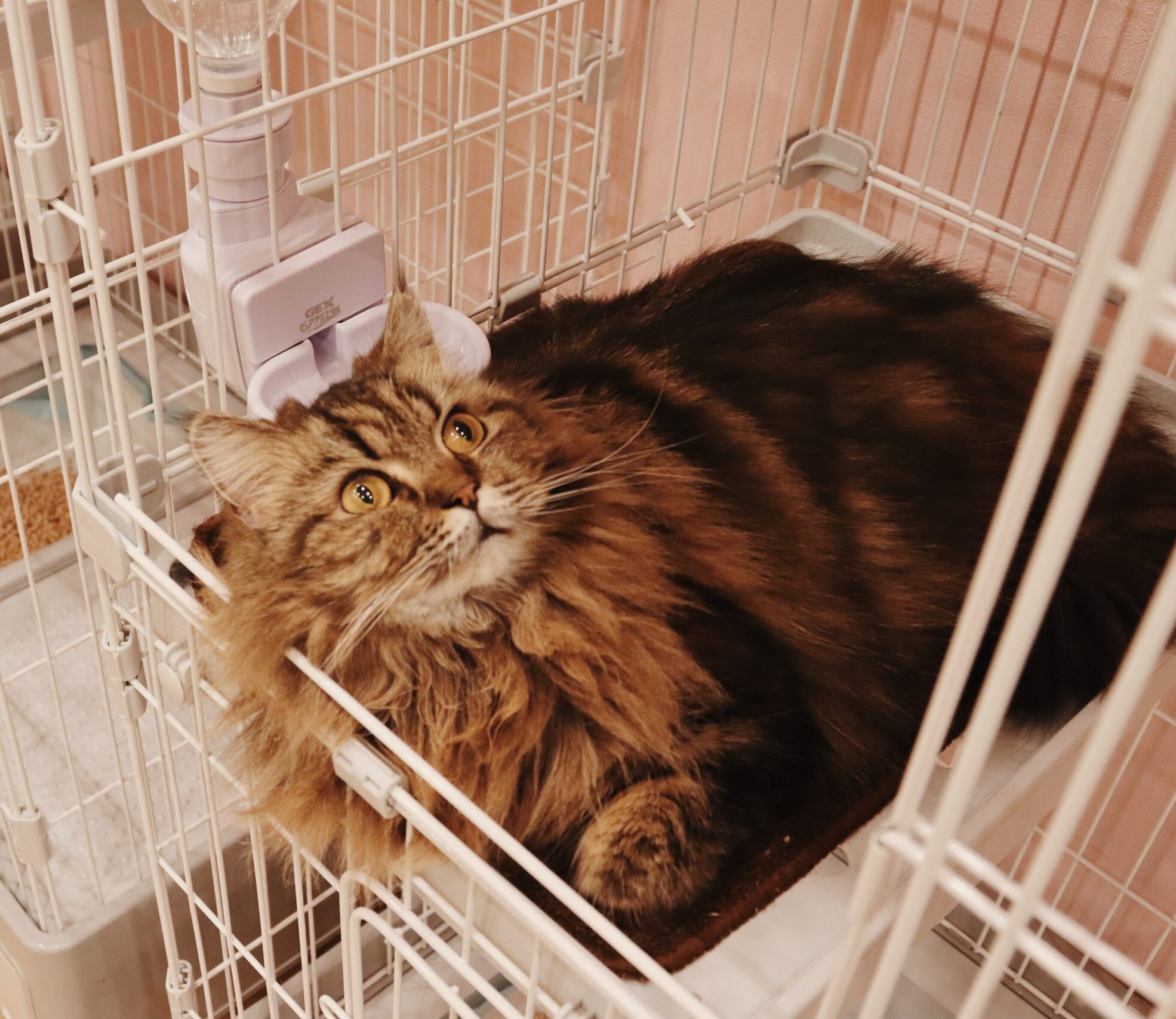 ムファサの画像1