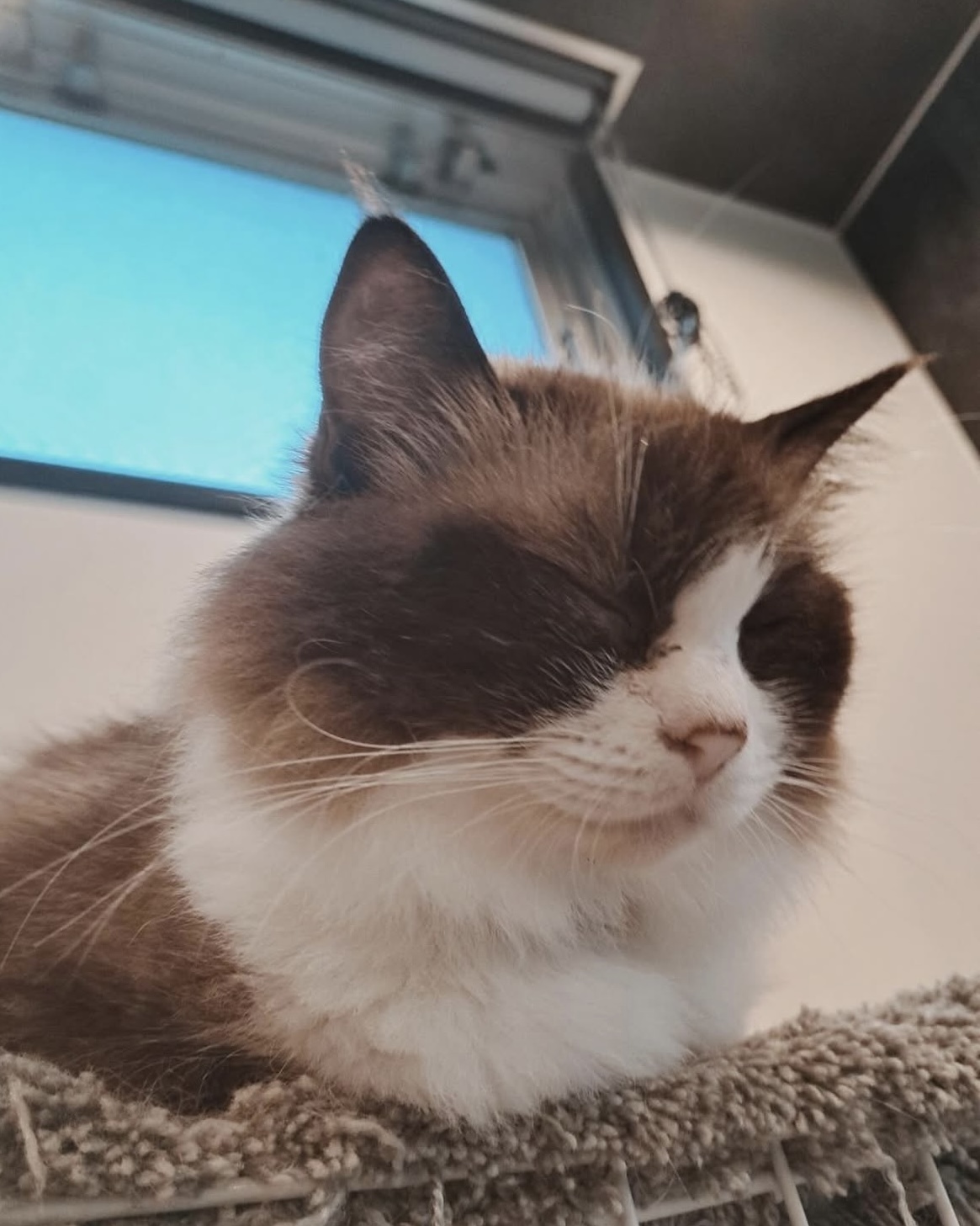 みずがめの画像1