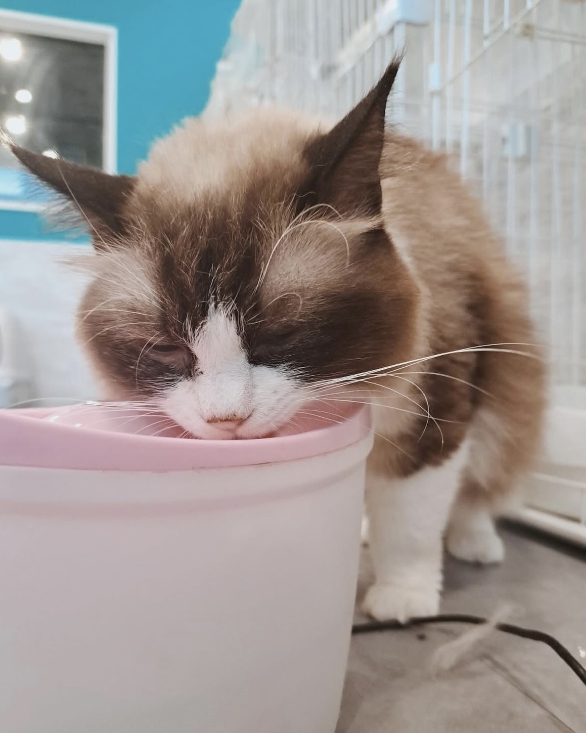 みずがめの画像2