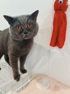 ござるっち