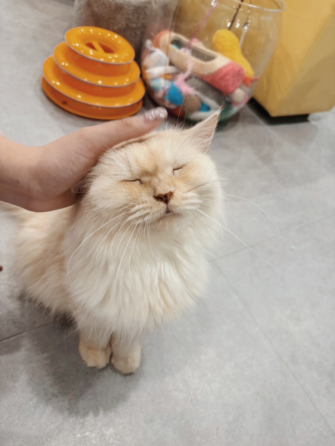 ふらわっちの画像1
