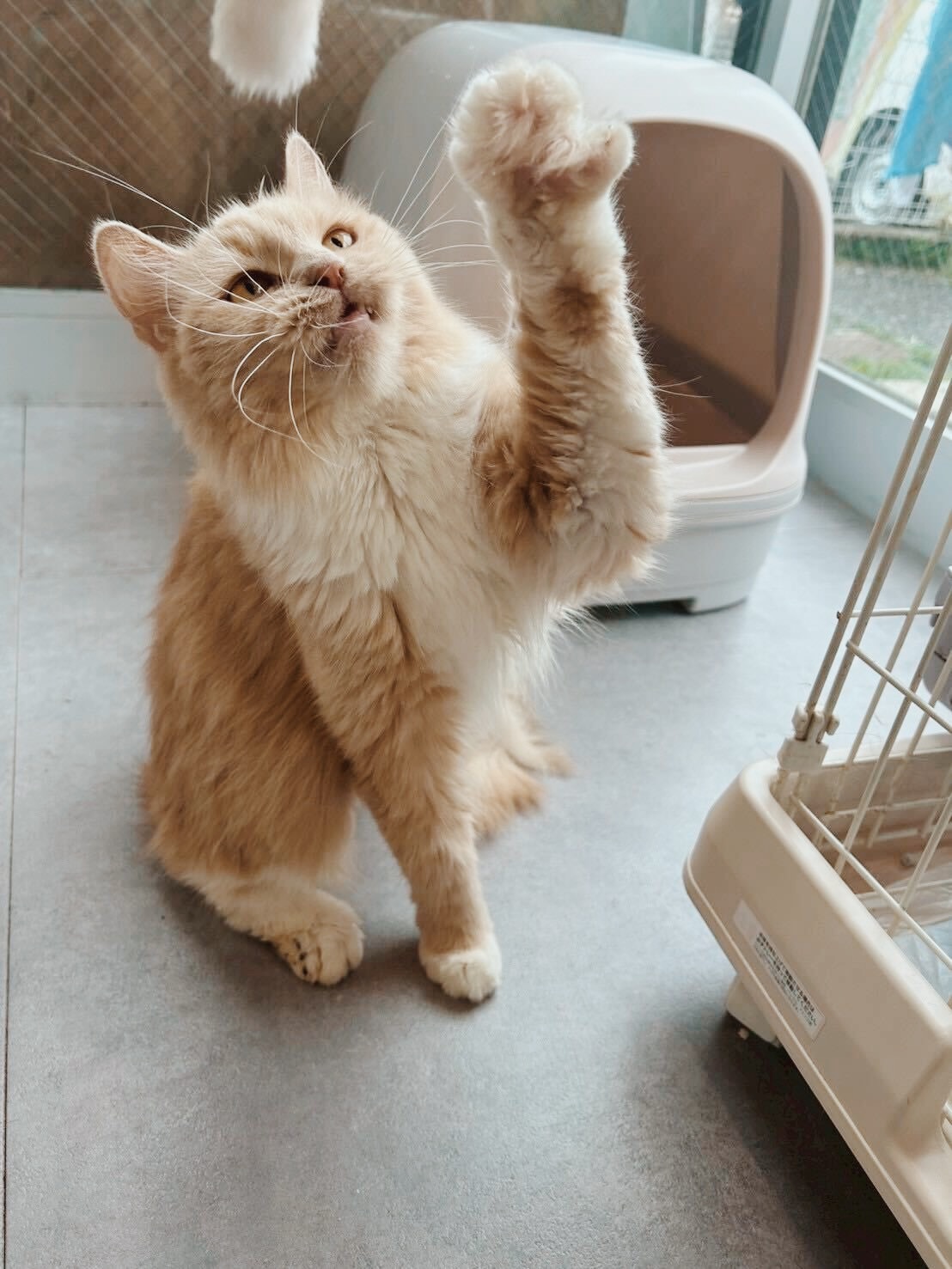 めめっちの画像2