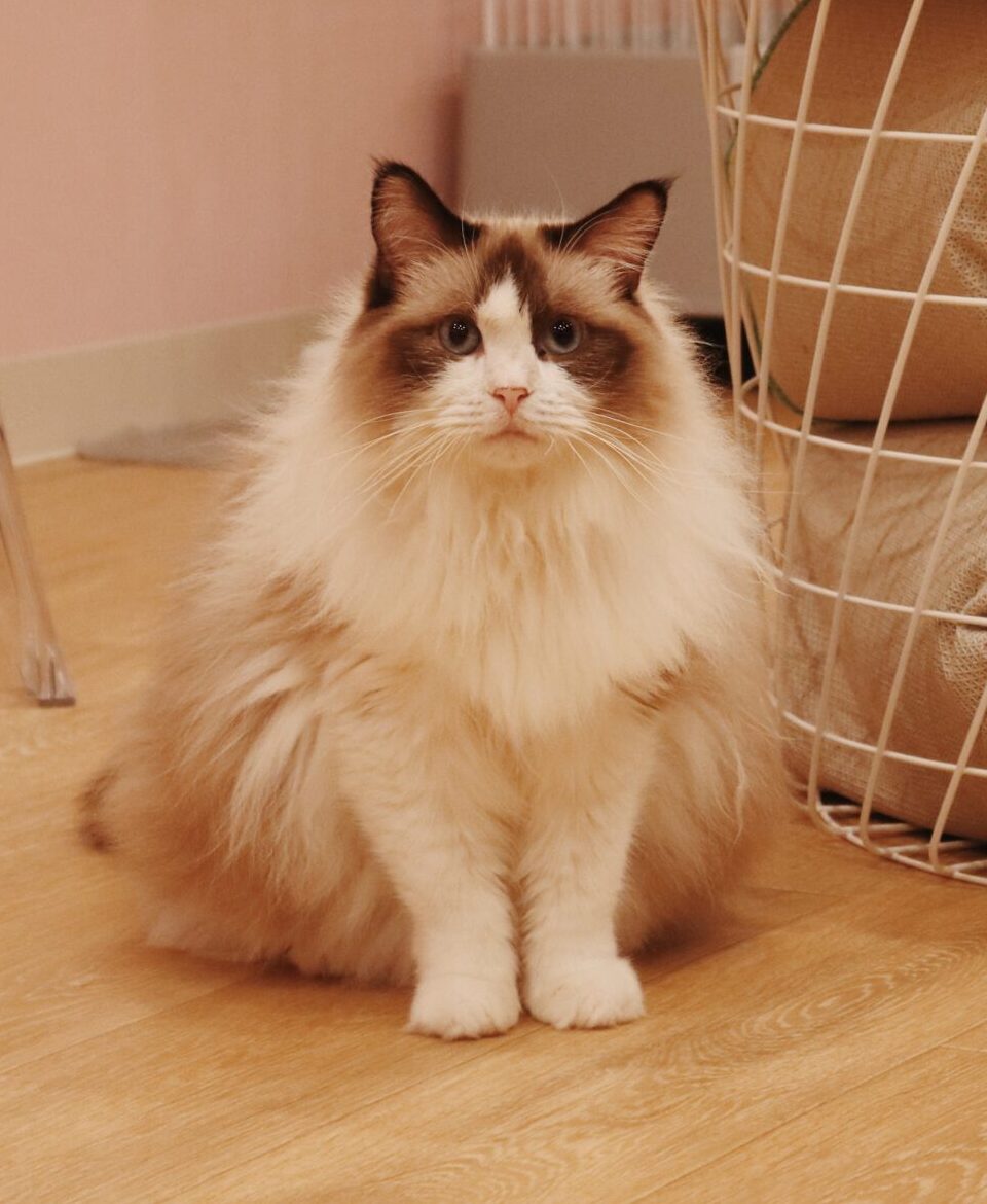 てんびんの画像1