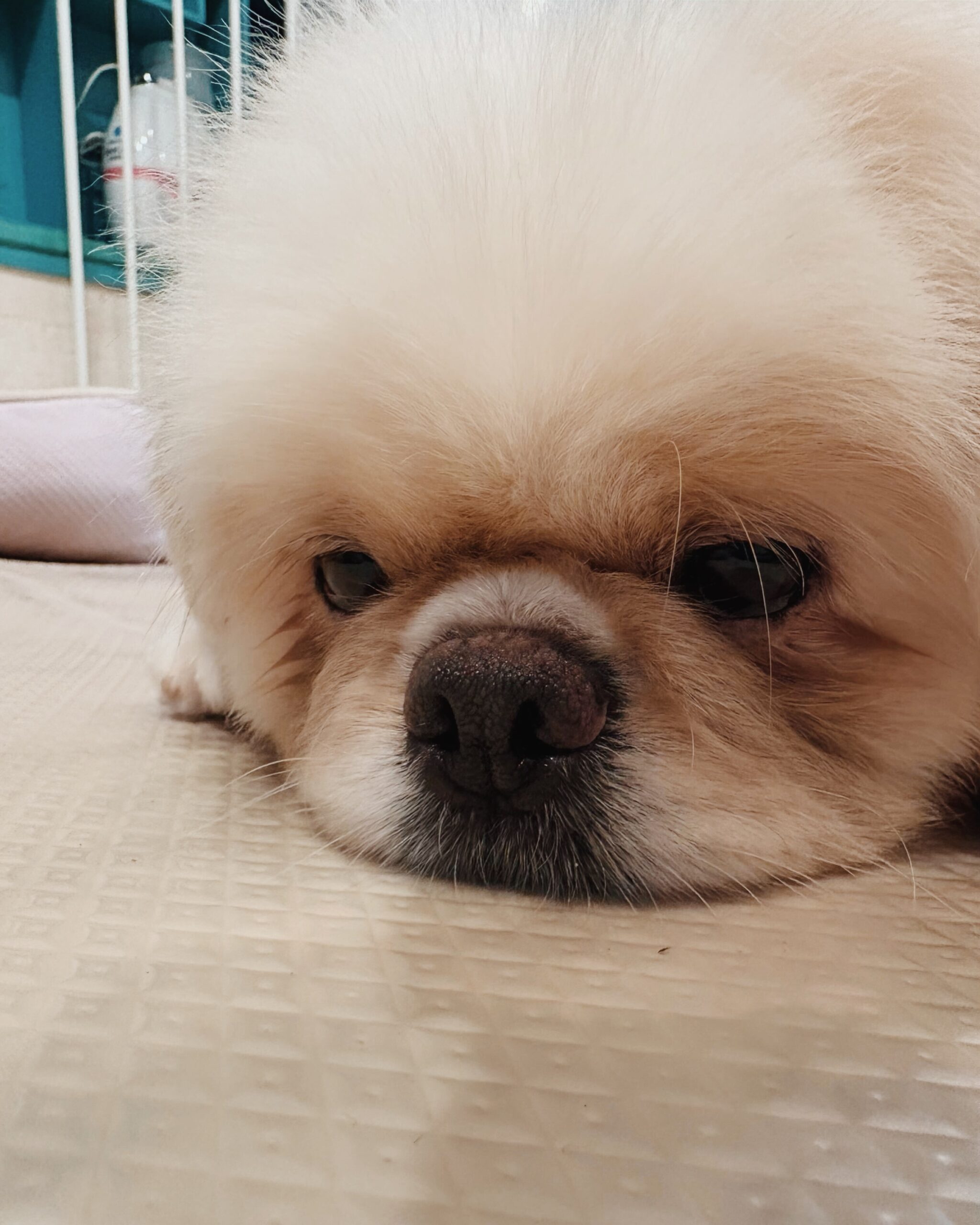 ウユの画像3