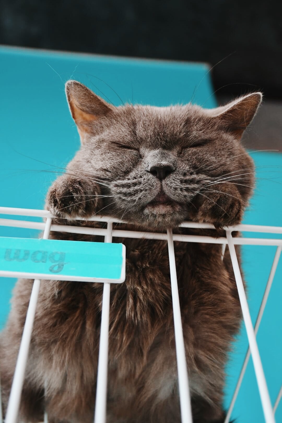 くちぱっちの画像3