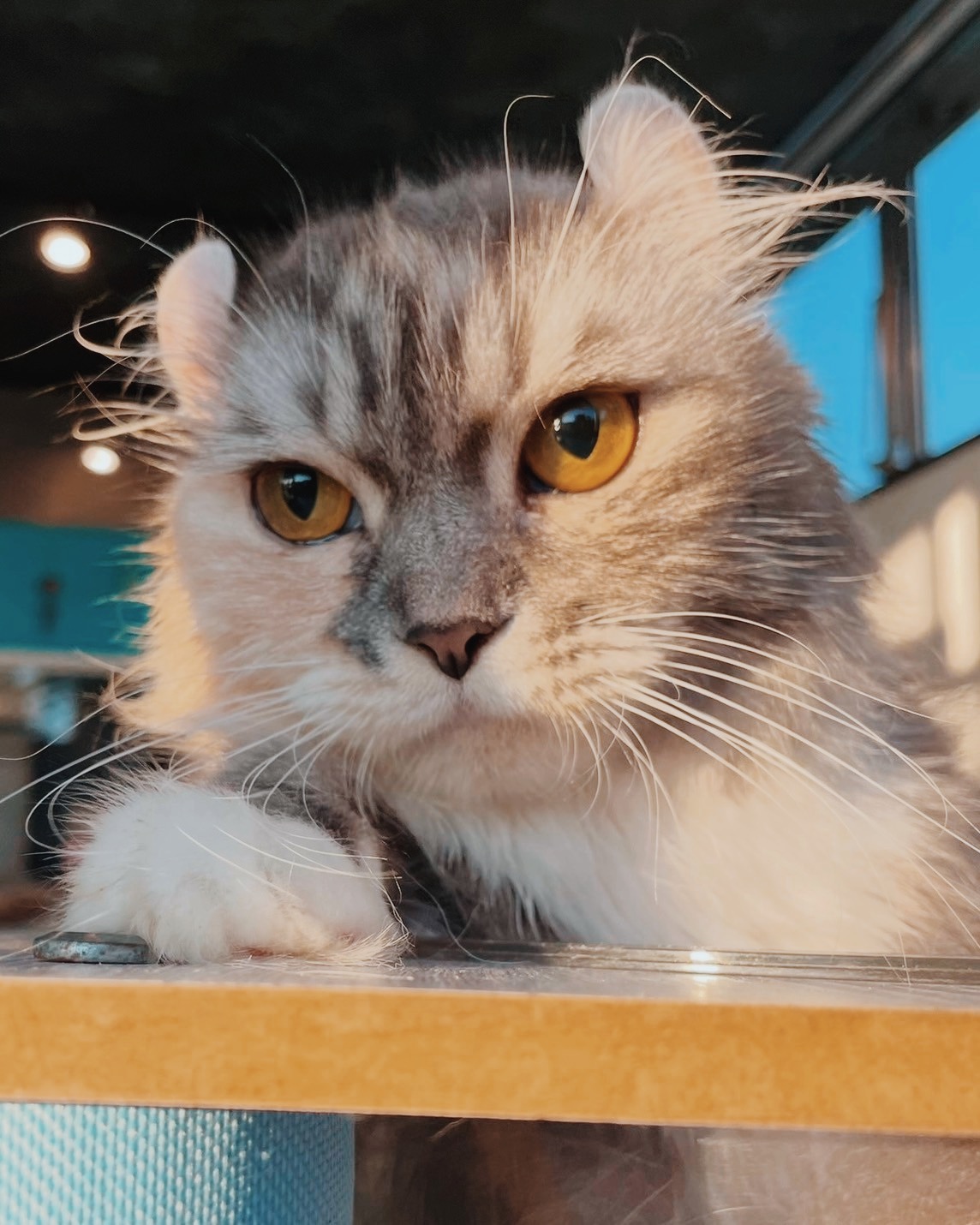 マロッシュの画像2