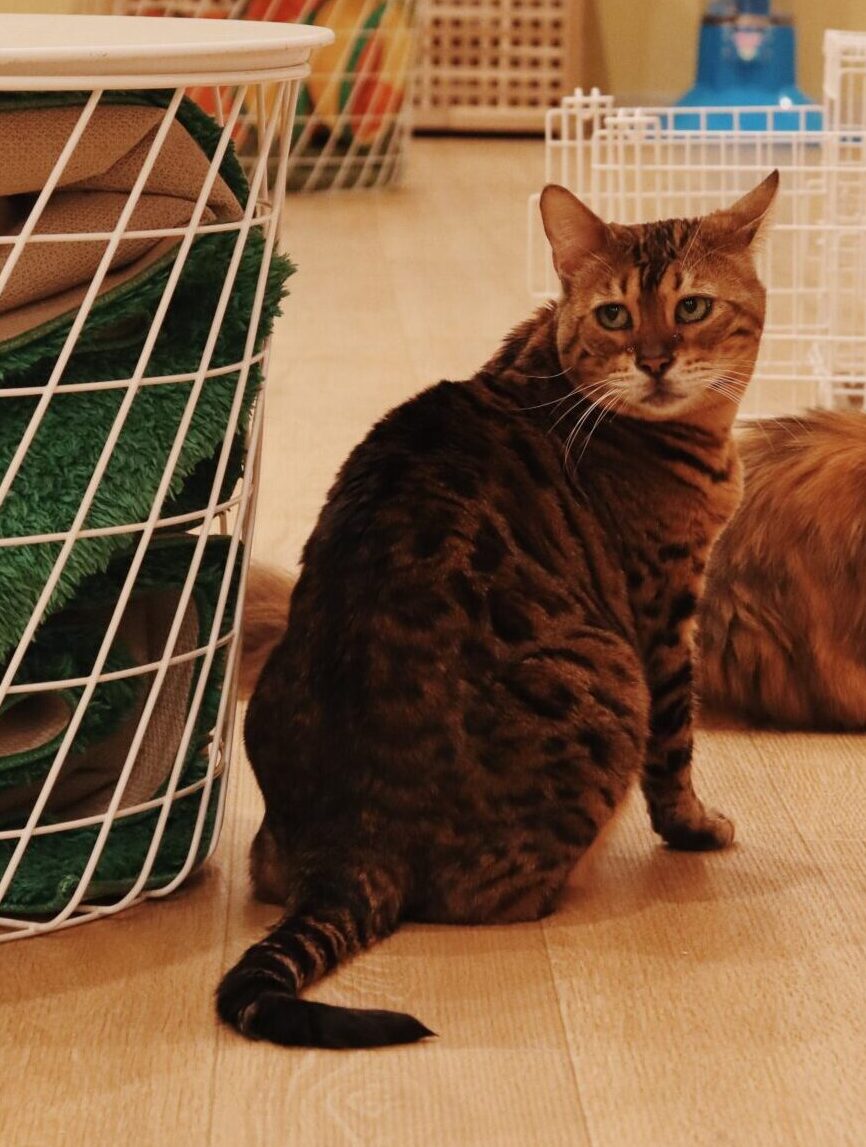 ボロネーゼの画像2