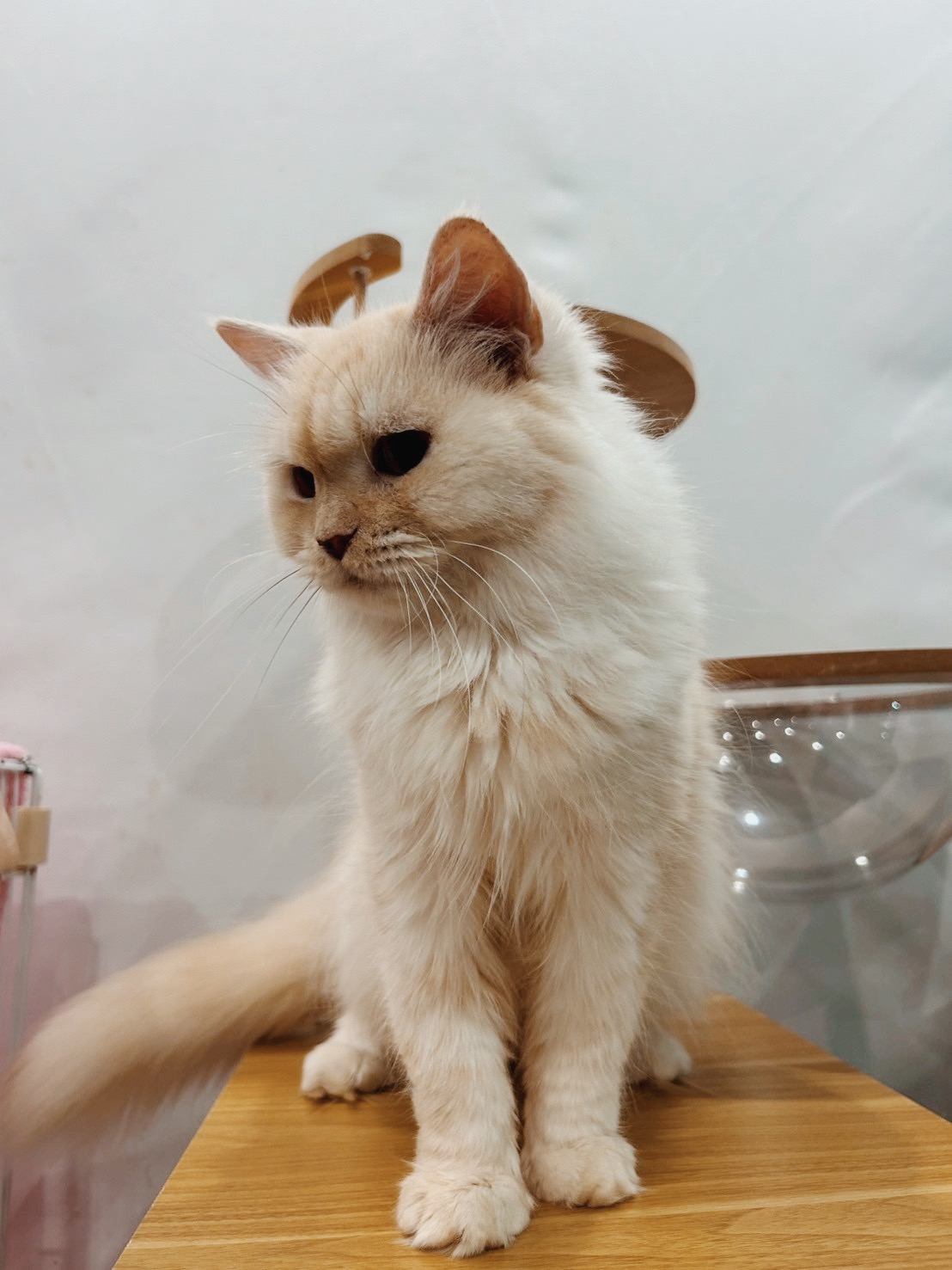 ふらわっちの画像3