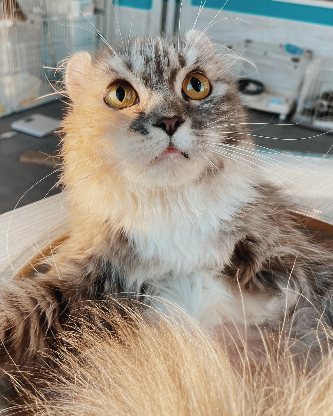 マロッシュの画像1