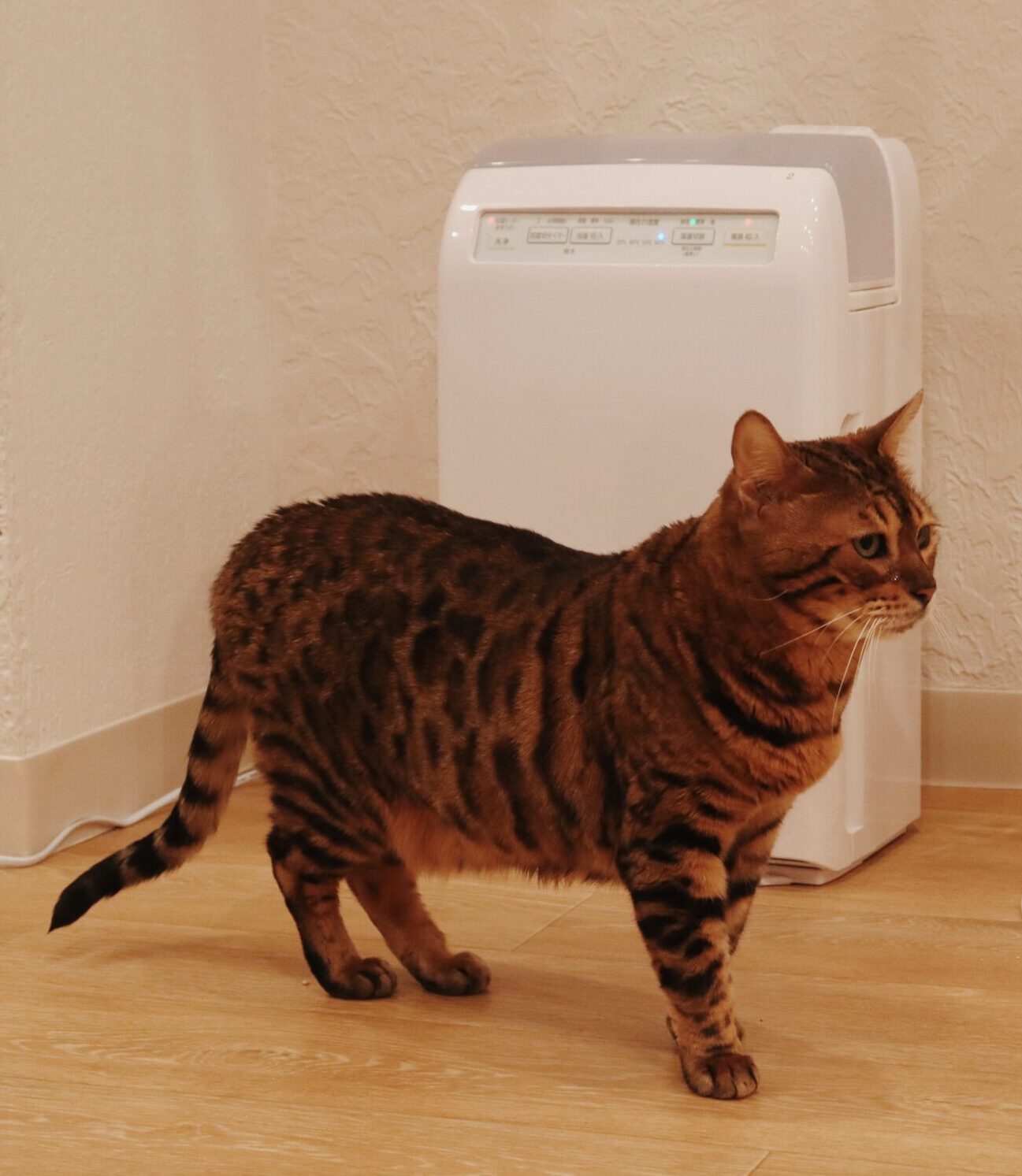 ボロネーゼの画像1