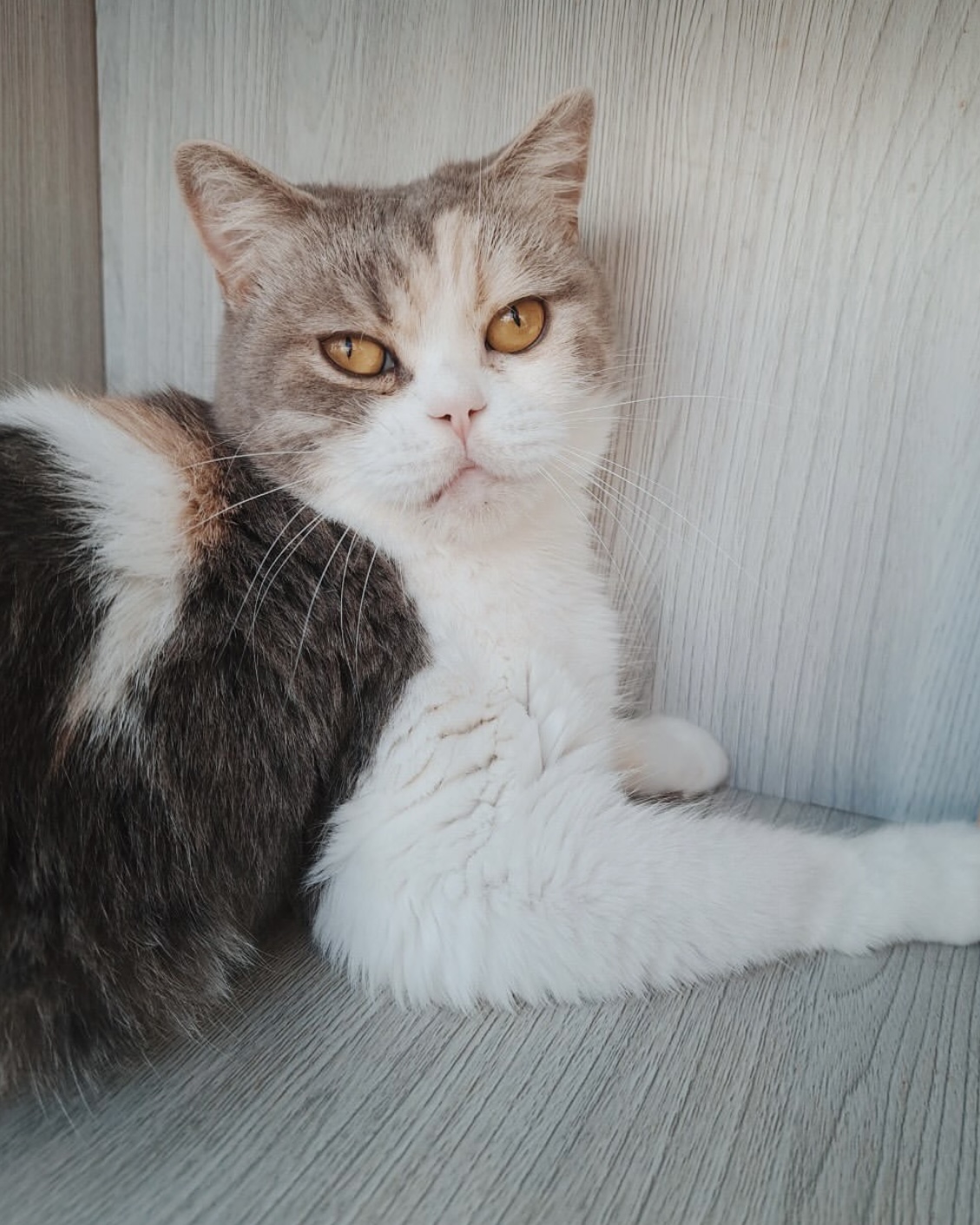 フェットチーネの画像3