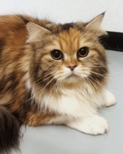 サワーズ