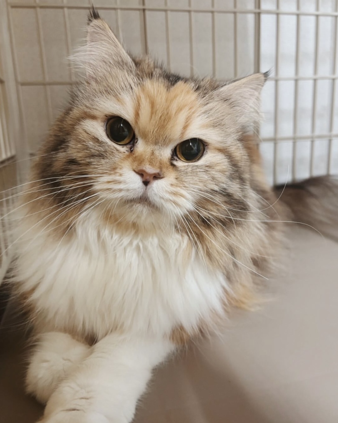 サワーズの画像1