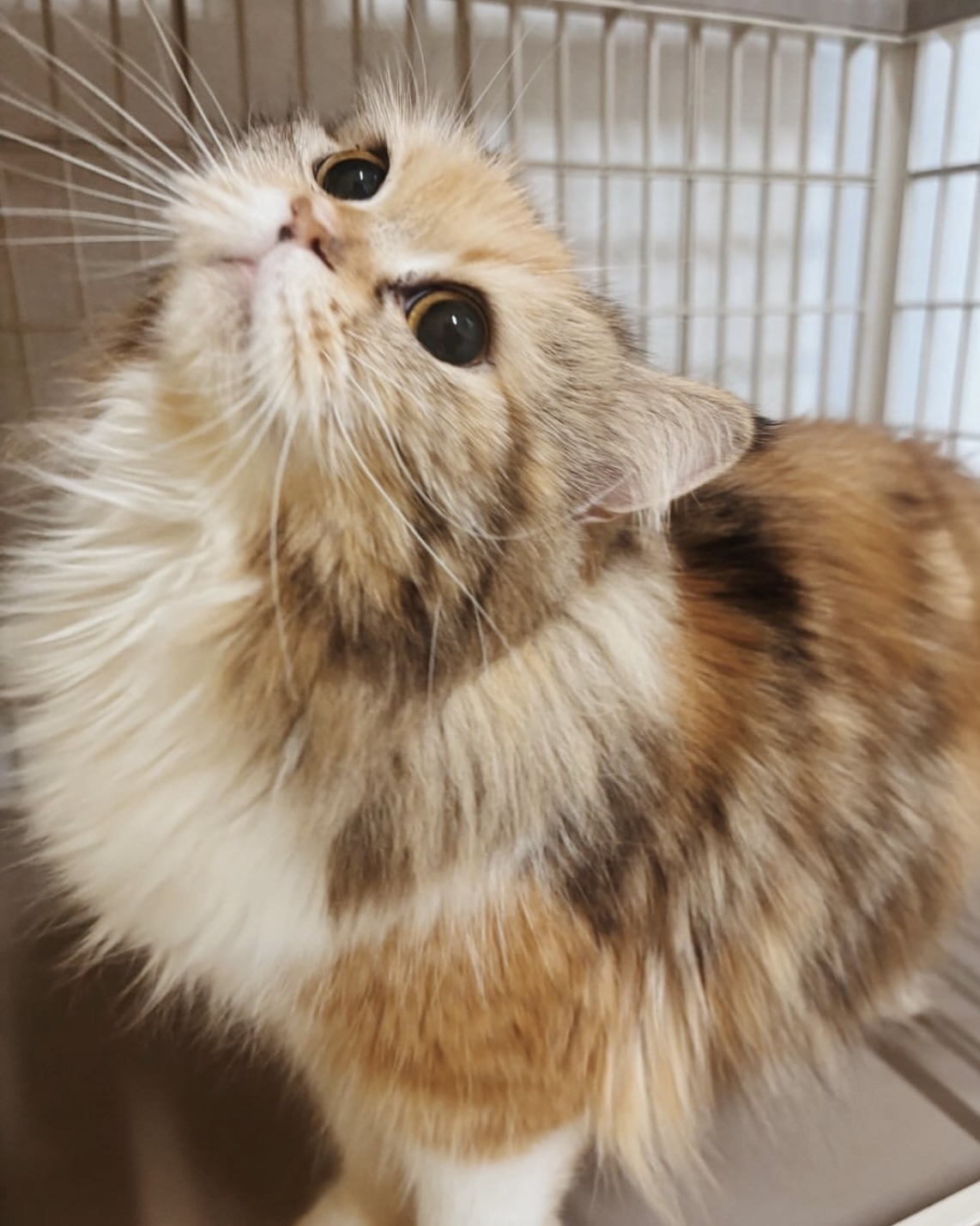 サワーズの画像2