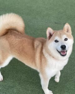 ポプ