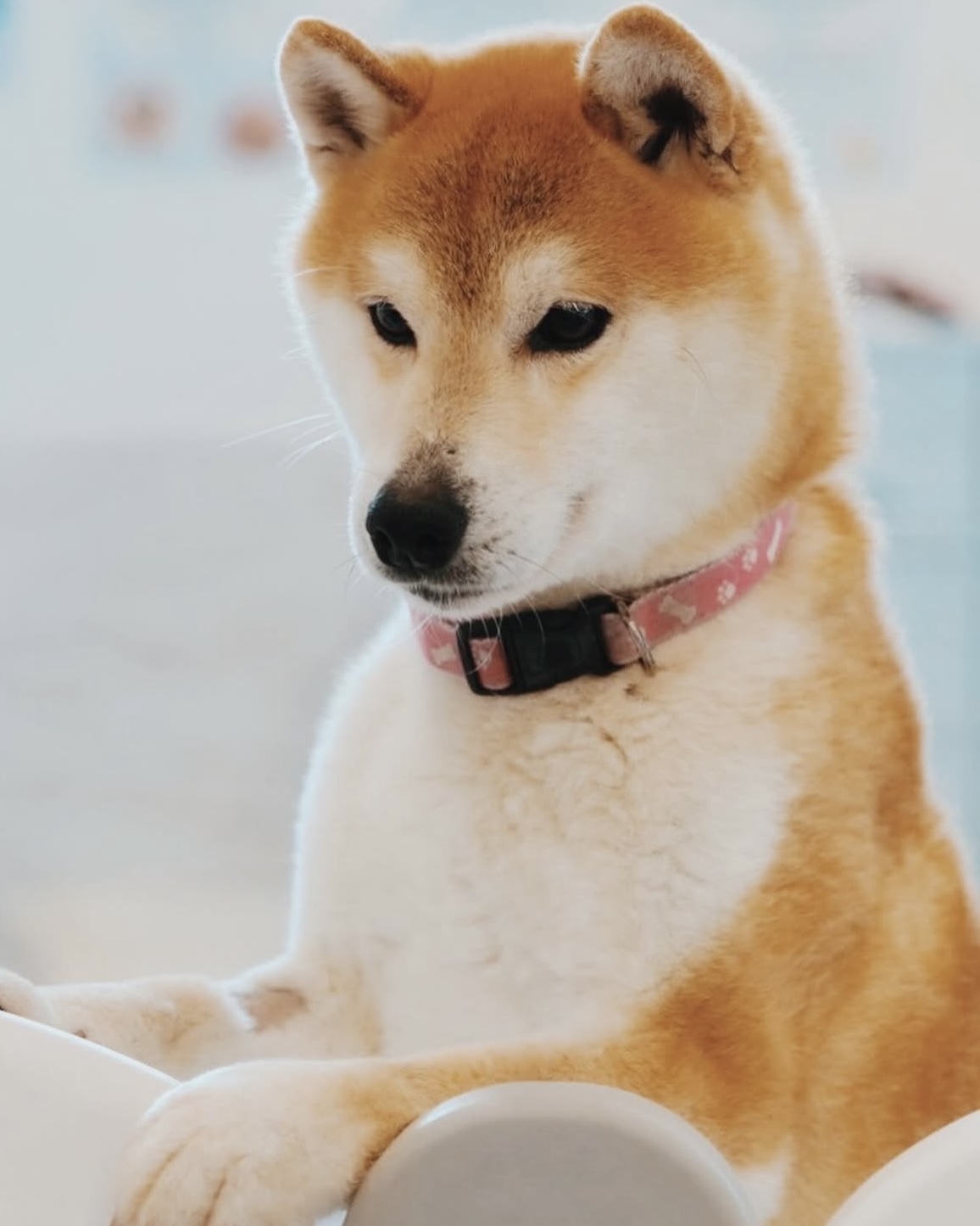 ポプの画像3