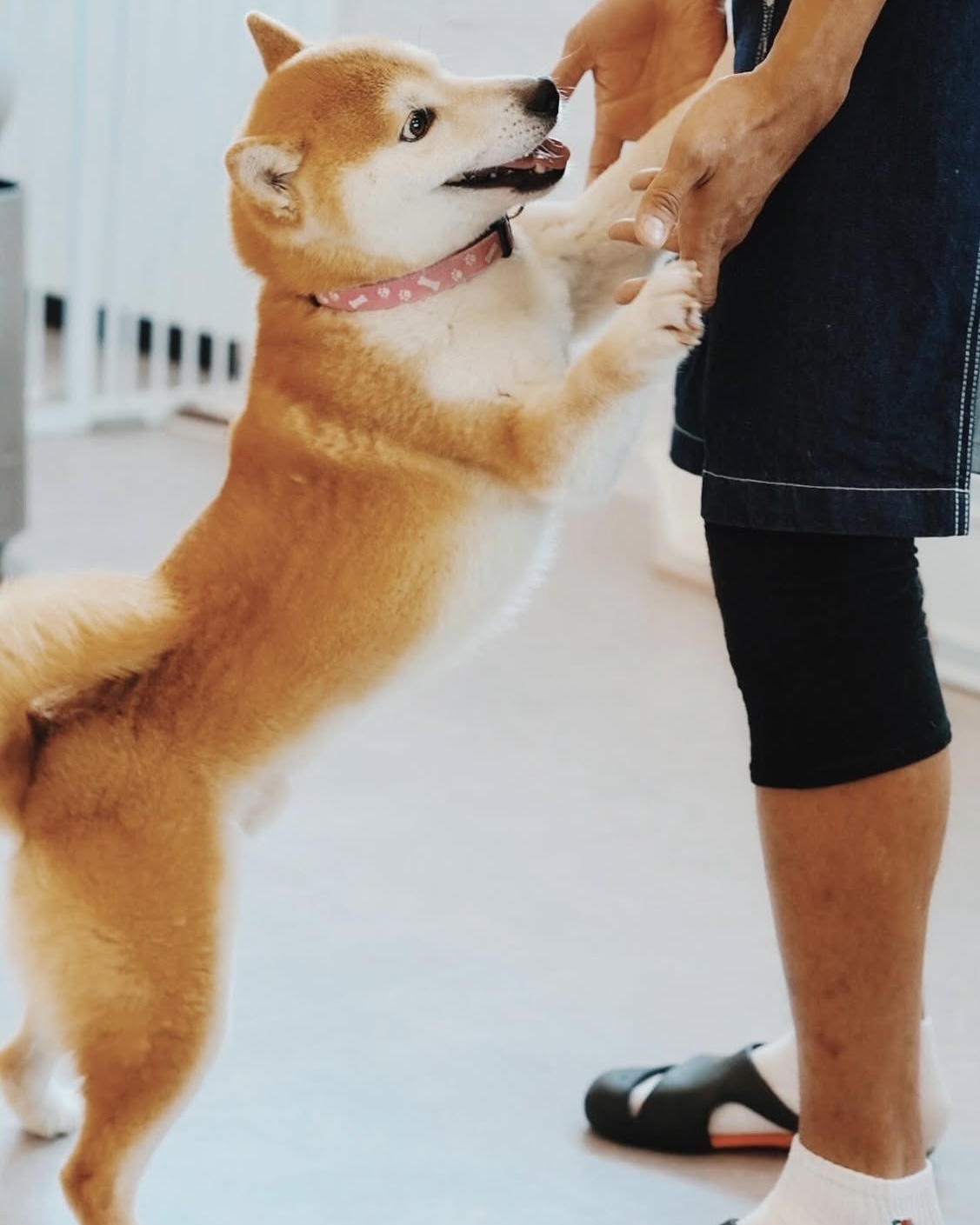 ポプの画像1