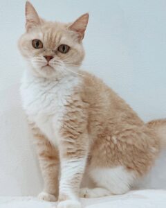 ネス