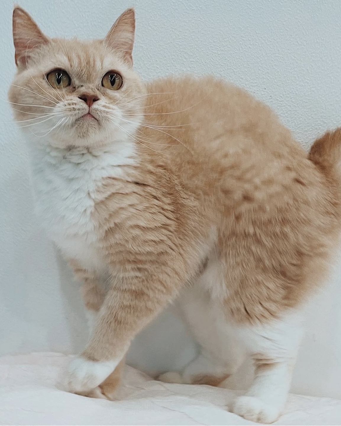 ネスの画像1
