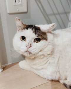 キャプテン