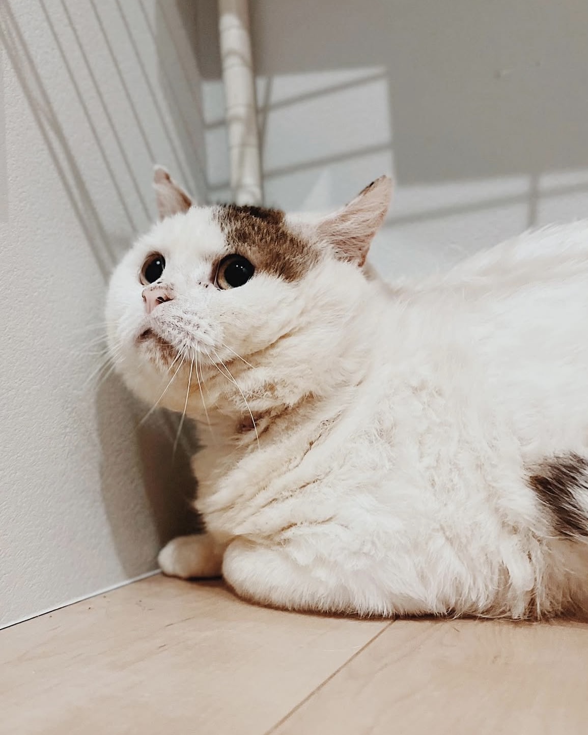 キャプテンの画像1