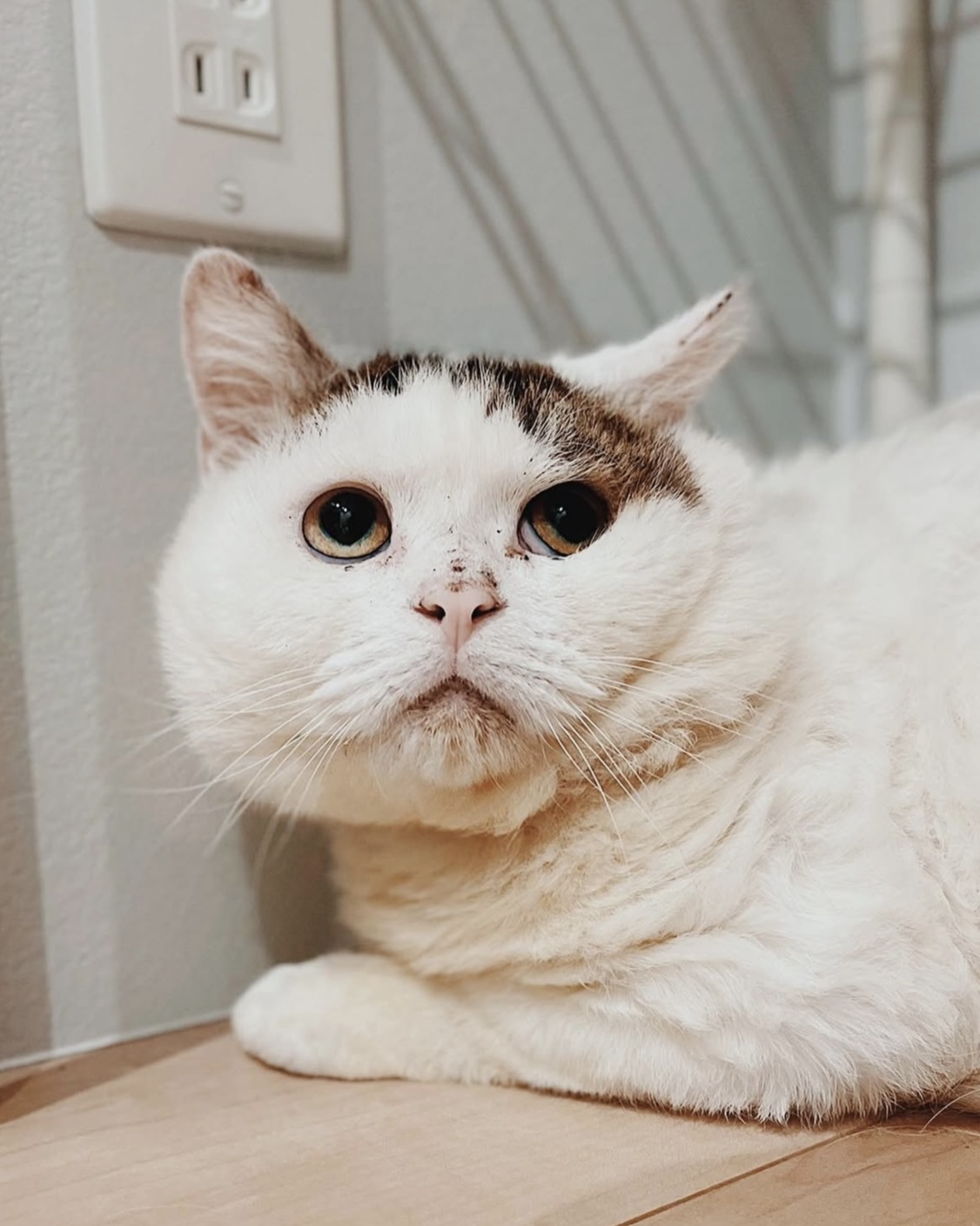 キャプテンの画像2