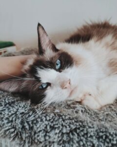 てんびんの画像5