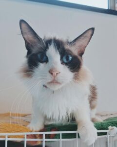 てんびんの画像4