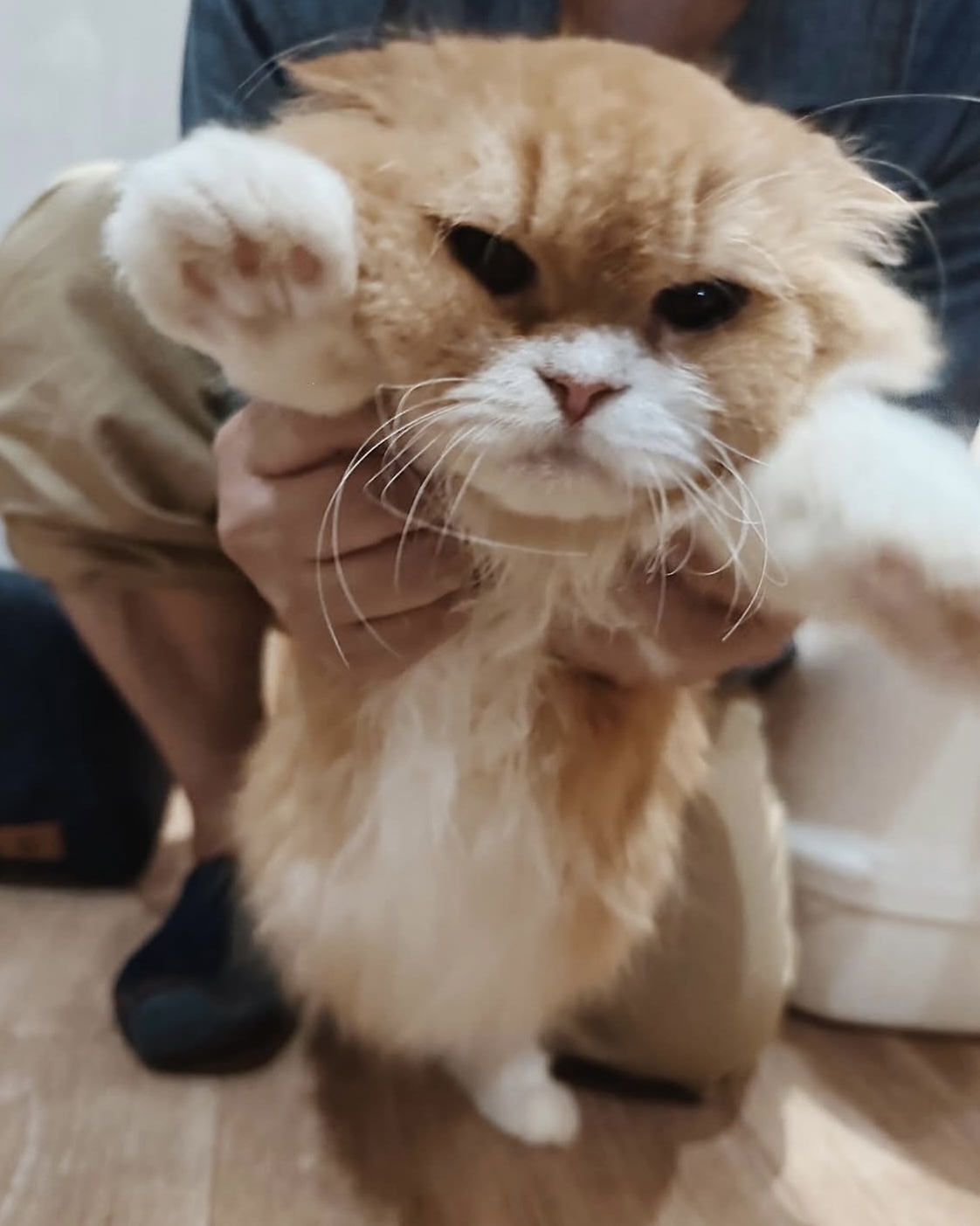 アディオスの画像3