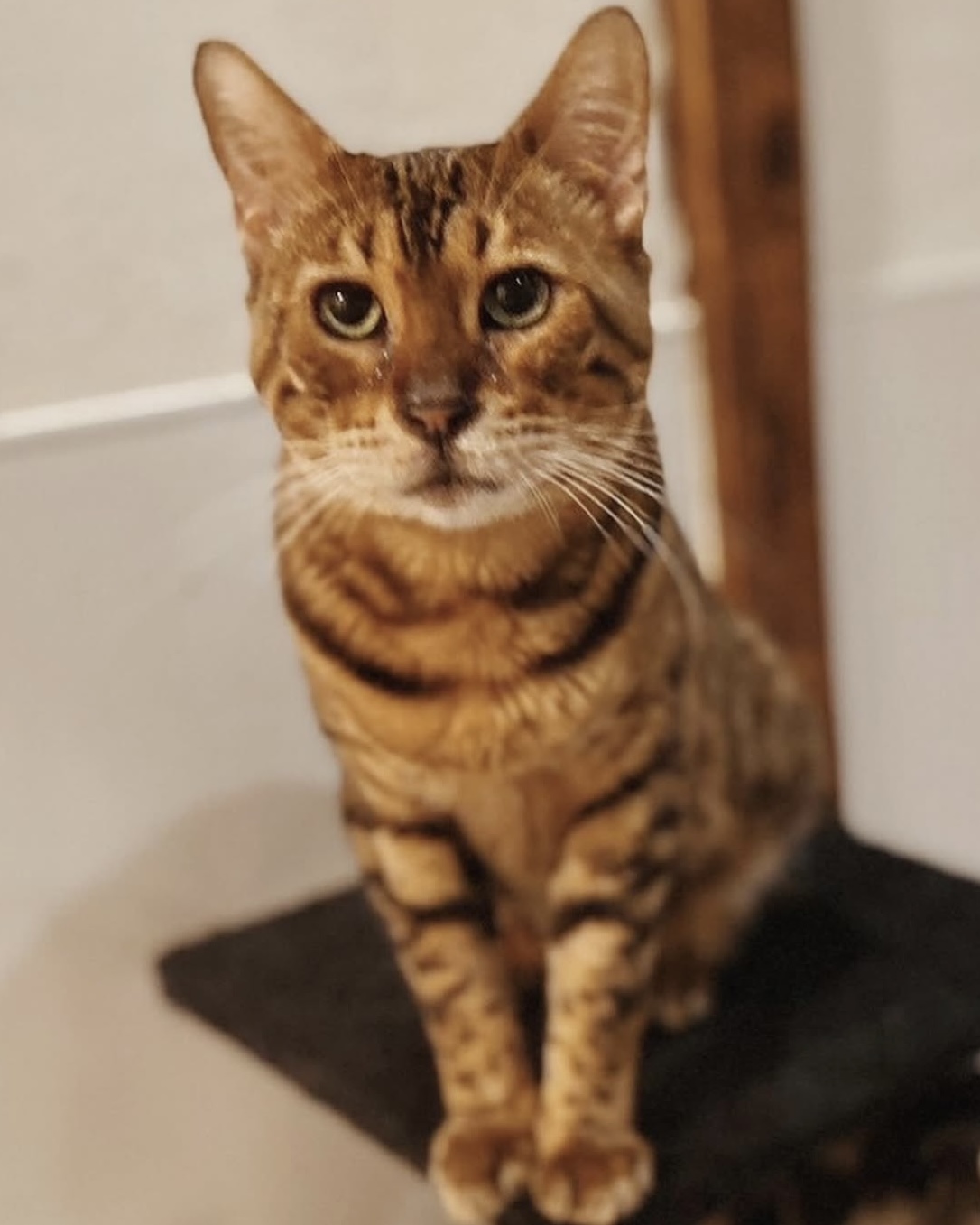 ボロネーゼの画像3