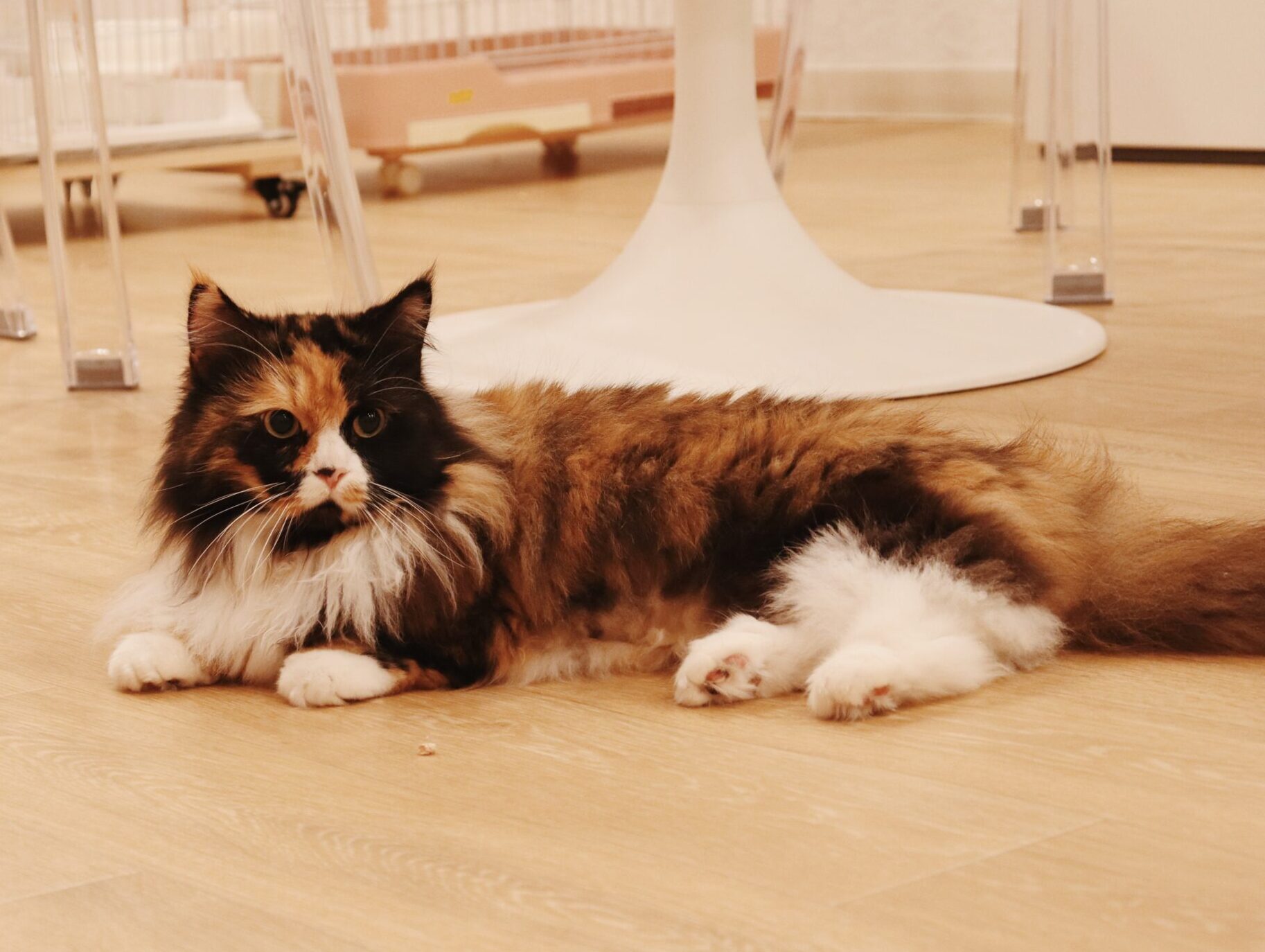 バスタークの画像1