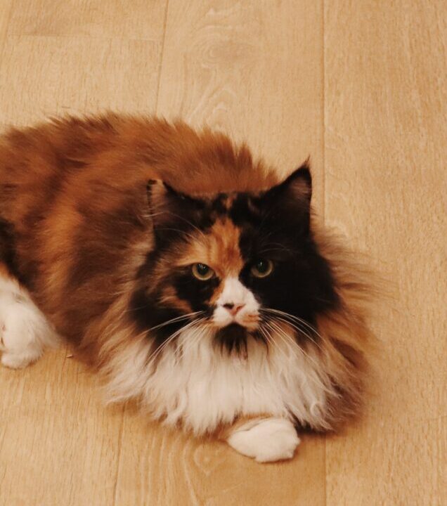 バスタークの画像2