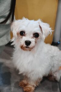 どどめき