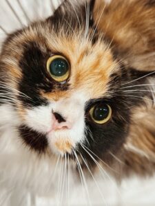 バスタークの画像3