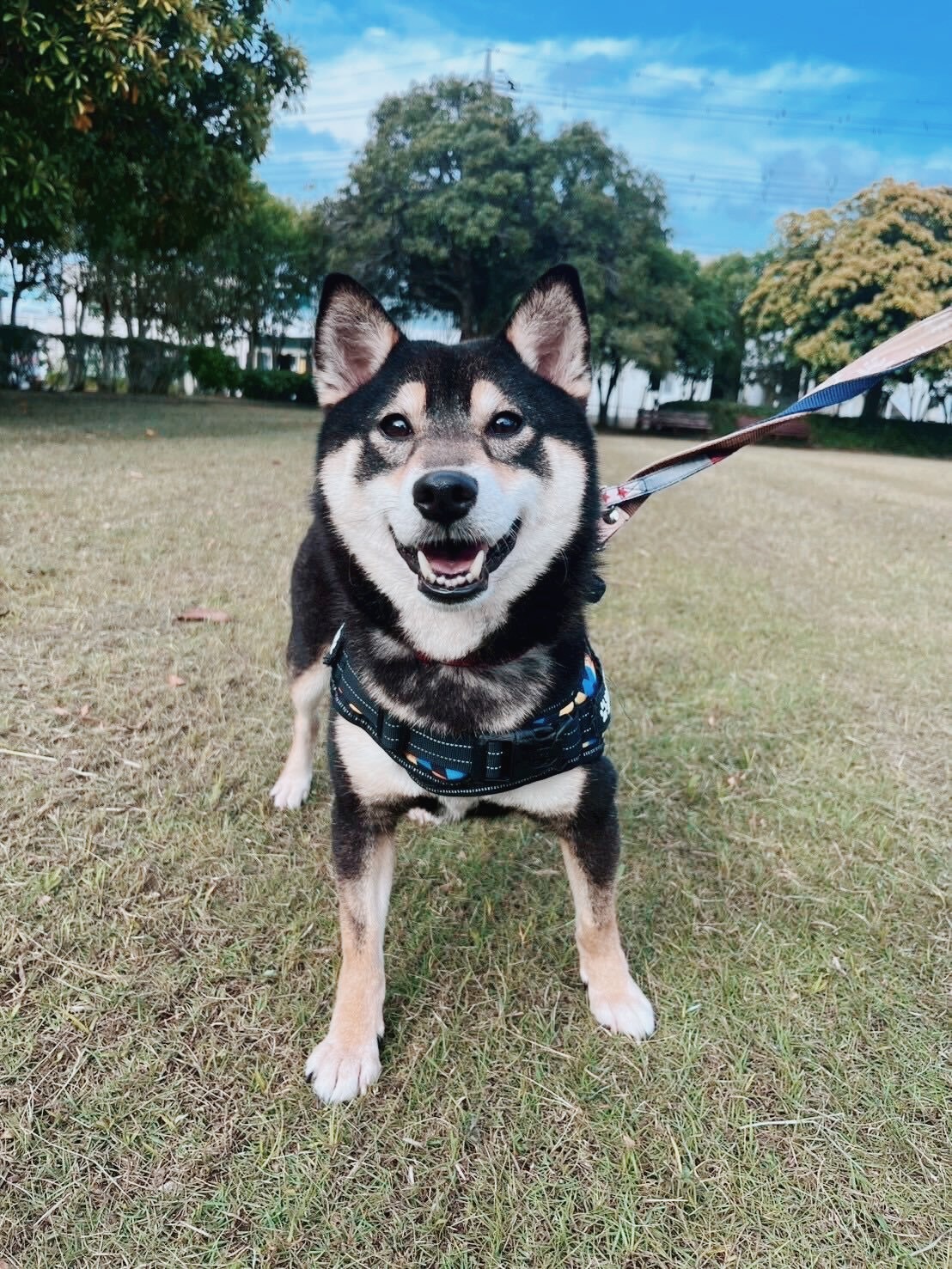 あまびえの画像2