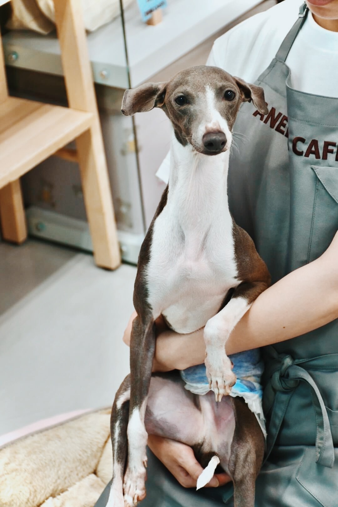 ハウンドの画像1