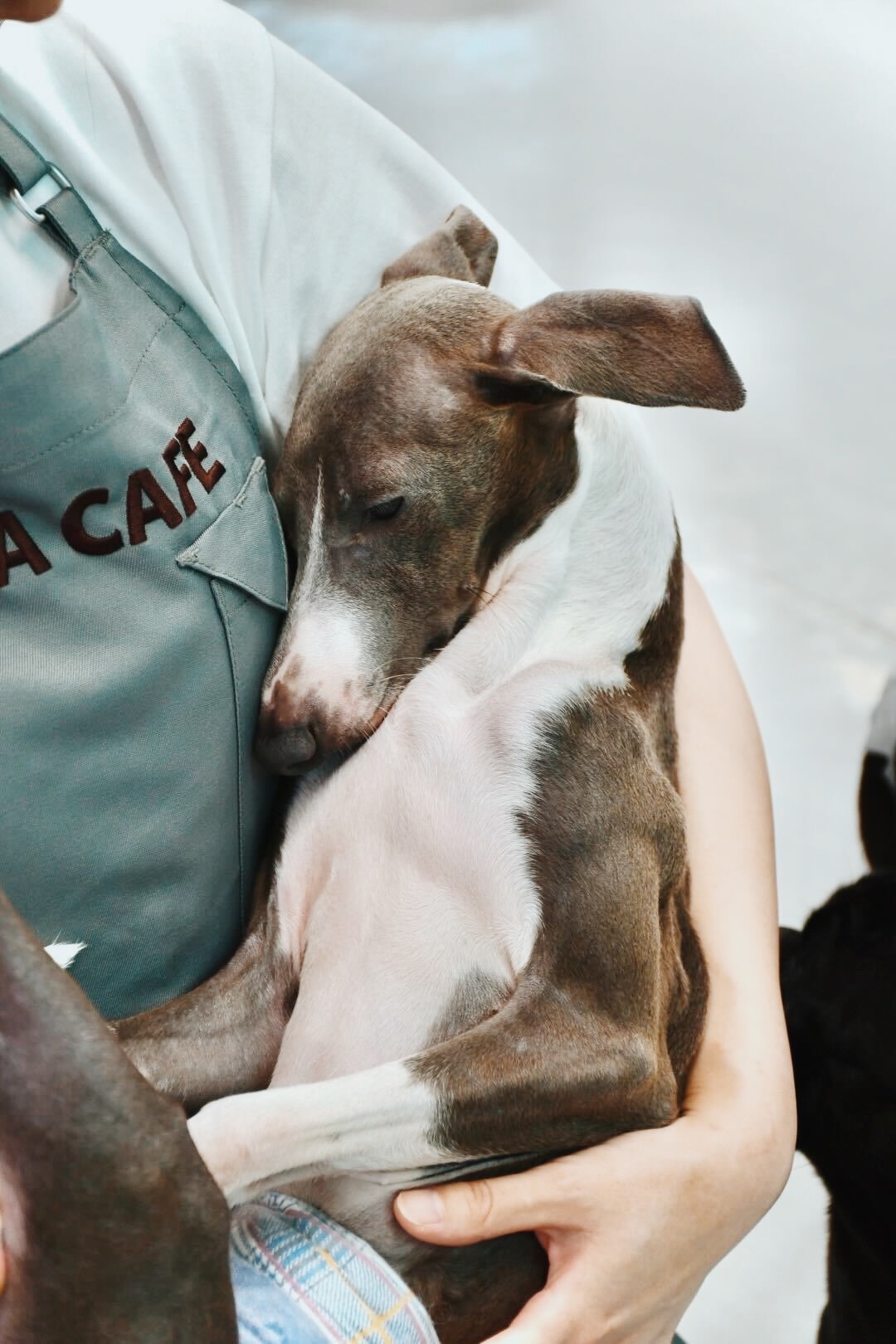 ハウンドの画像3