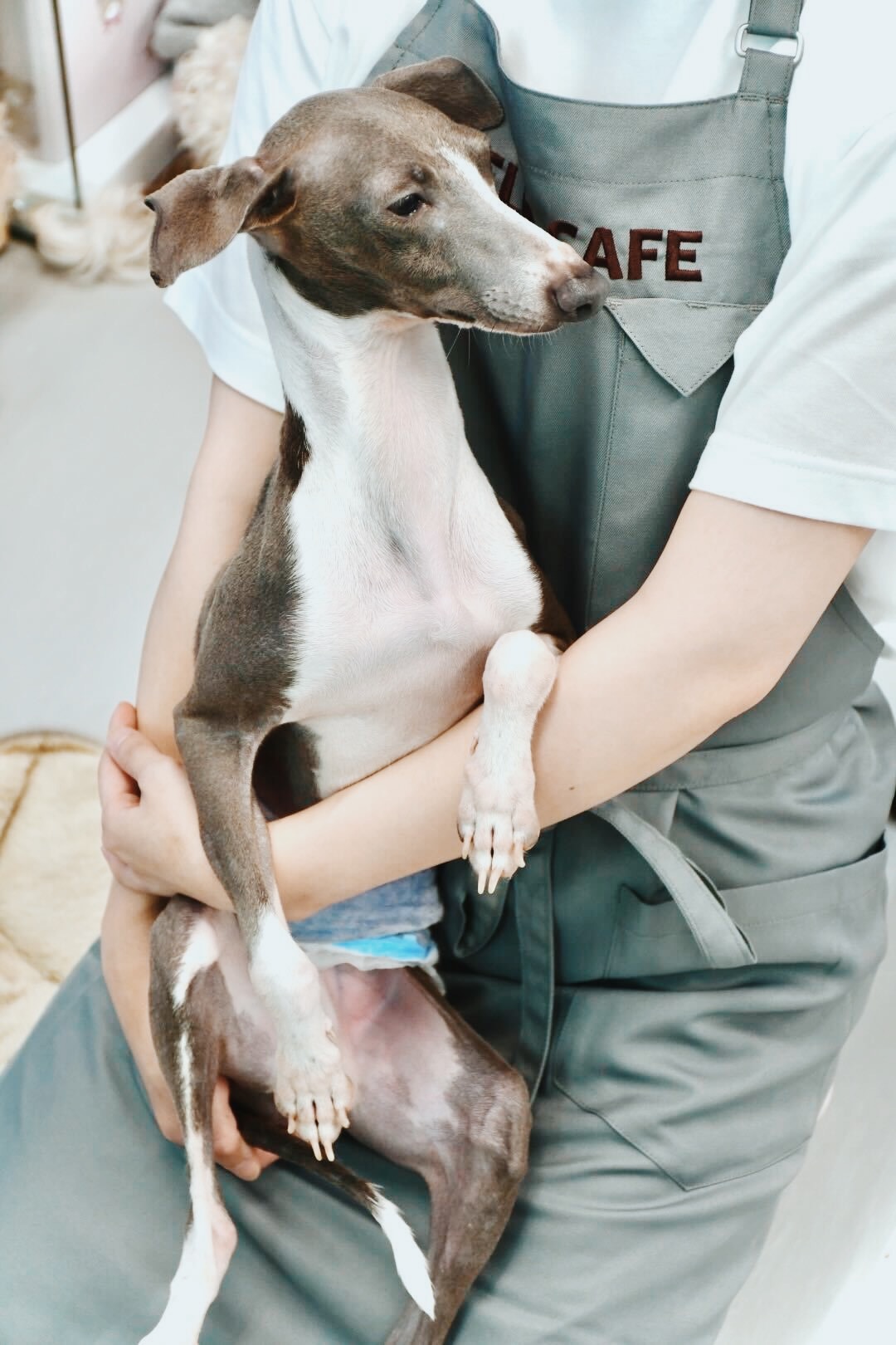 ハウンドの画像4