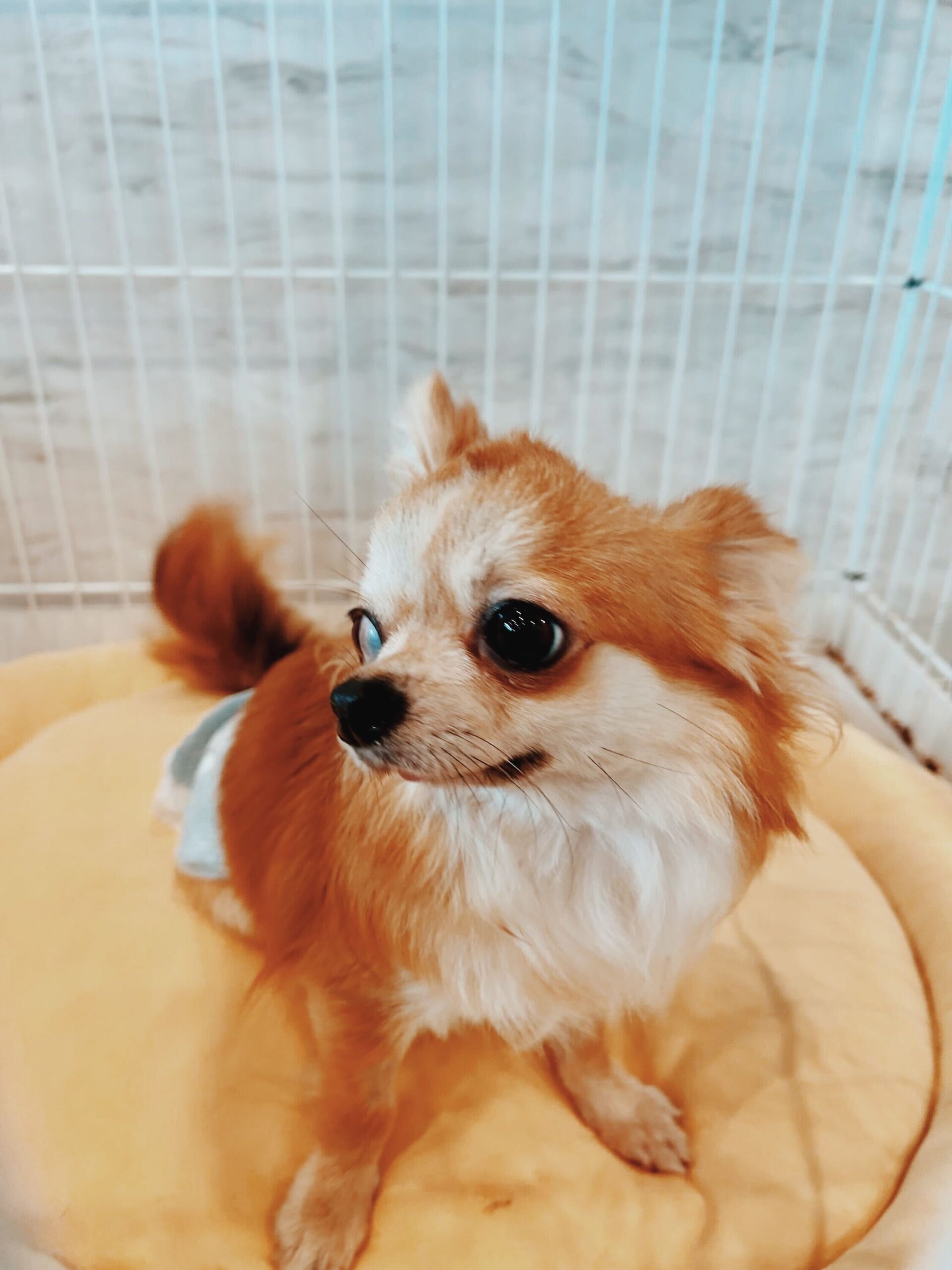 コルクの画像2