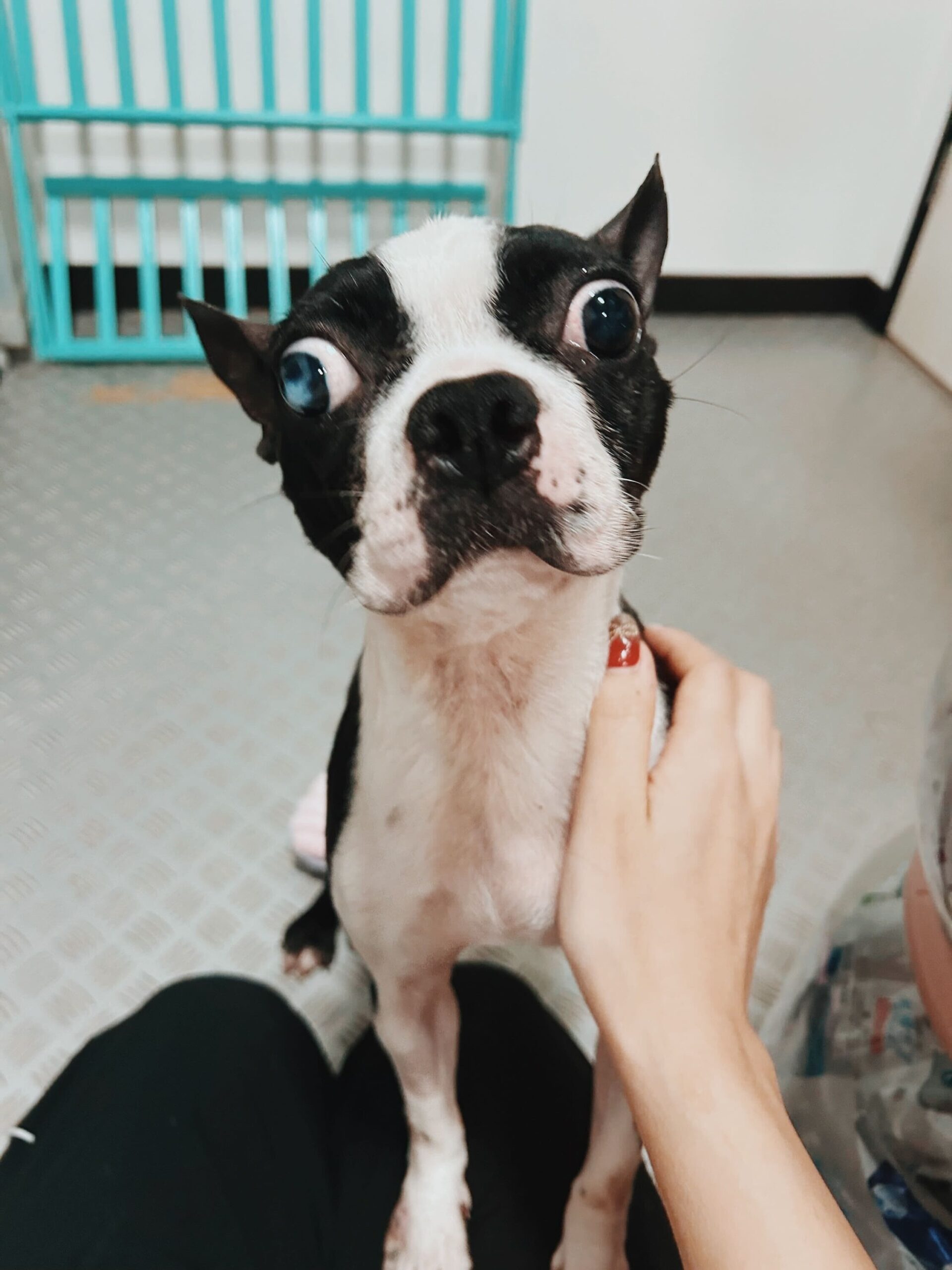 ユーカリの画像3