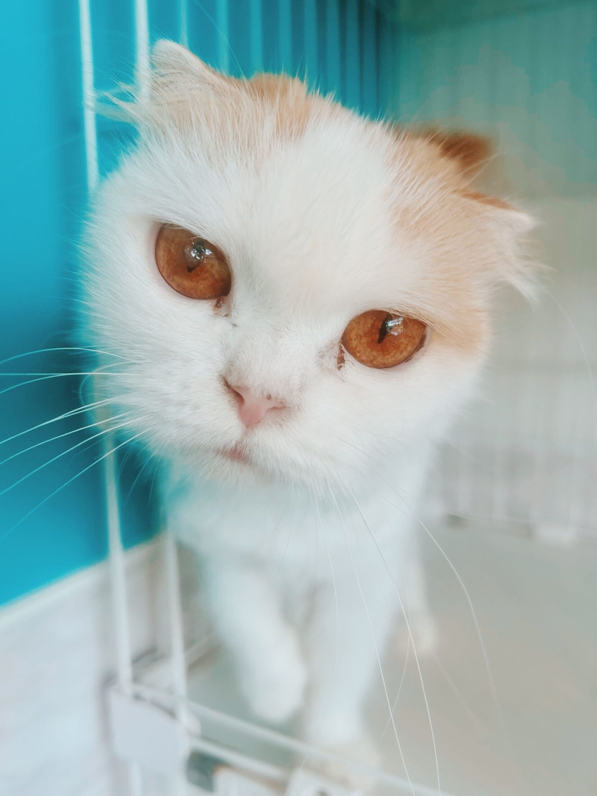 メルの画像1
