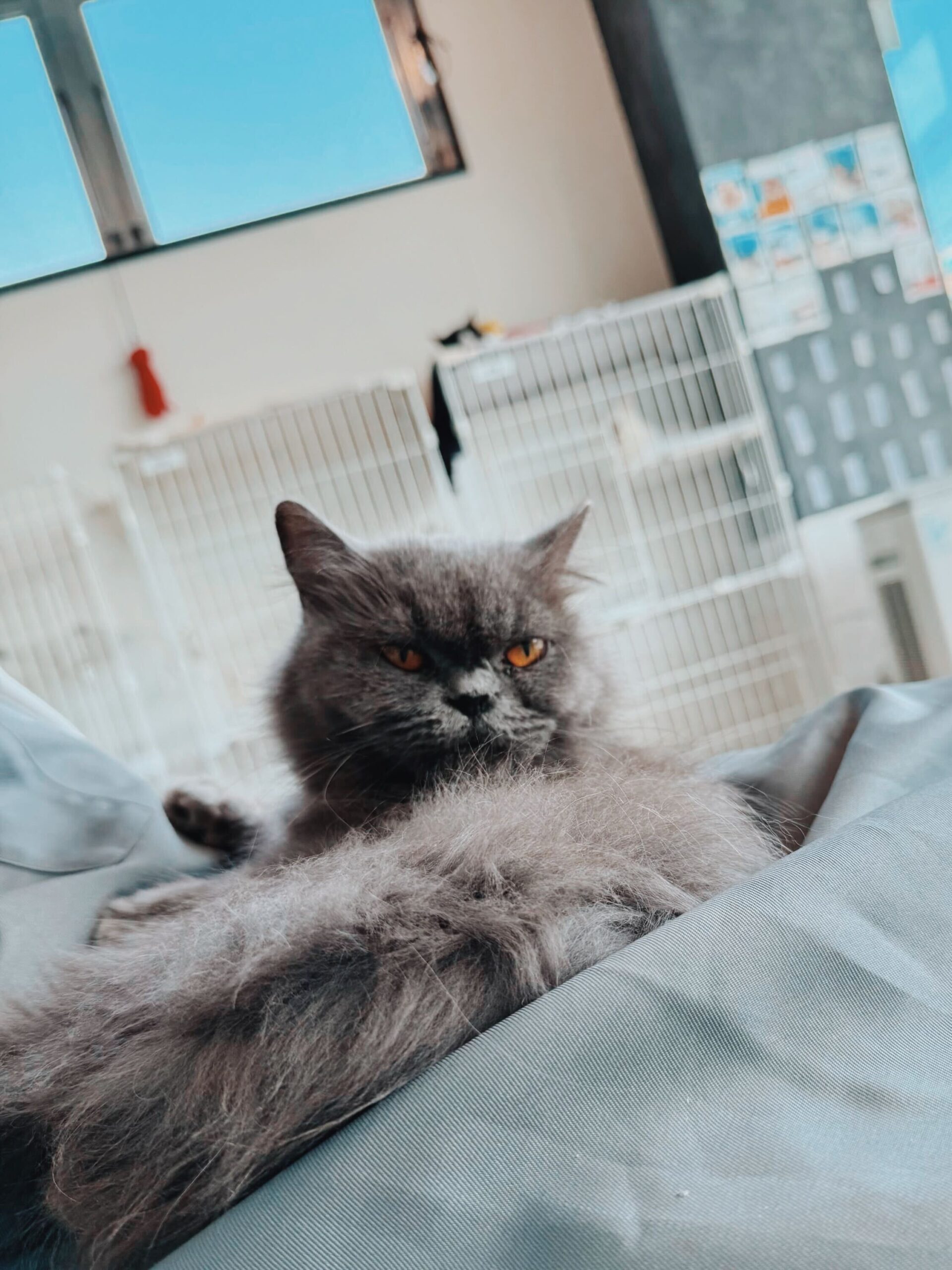 オーヴァの画像2