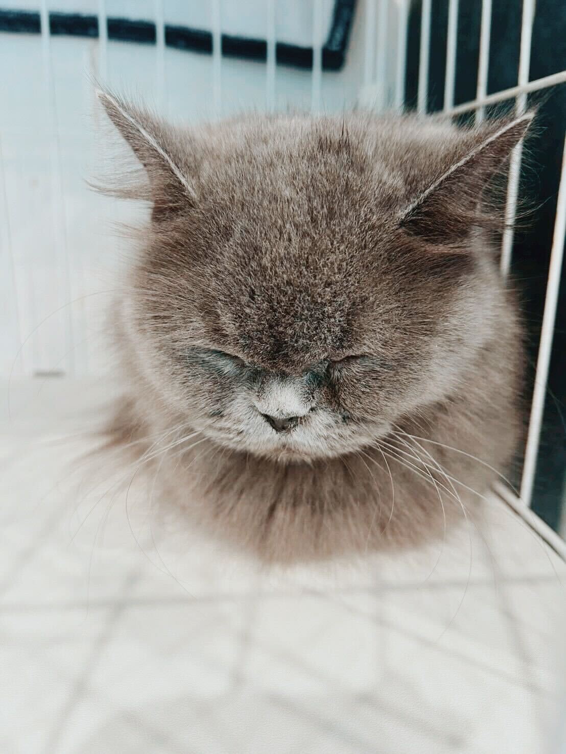 オーヴァの画像1