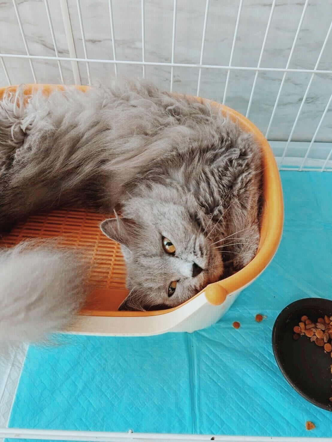 レオリオの画像3