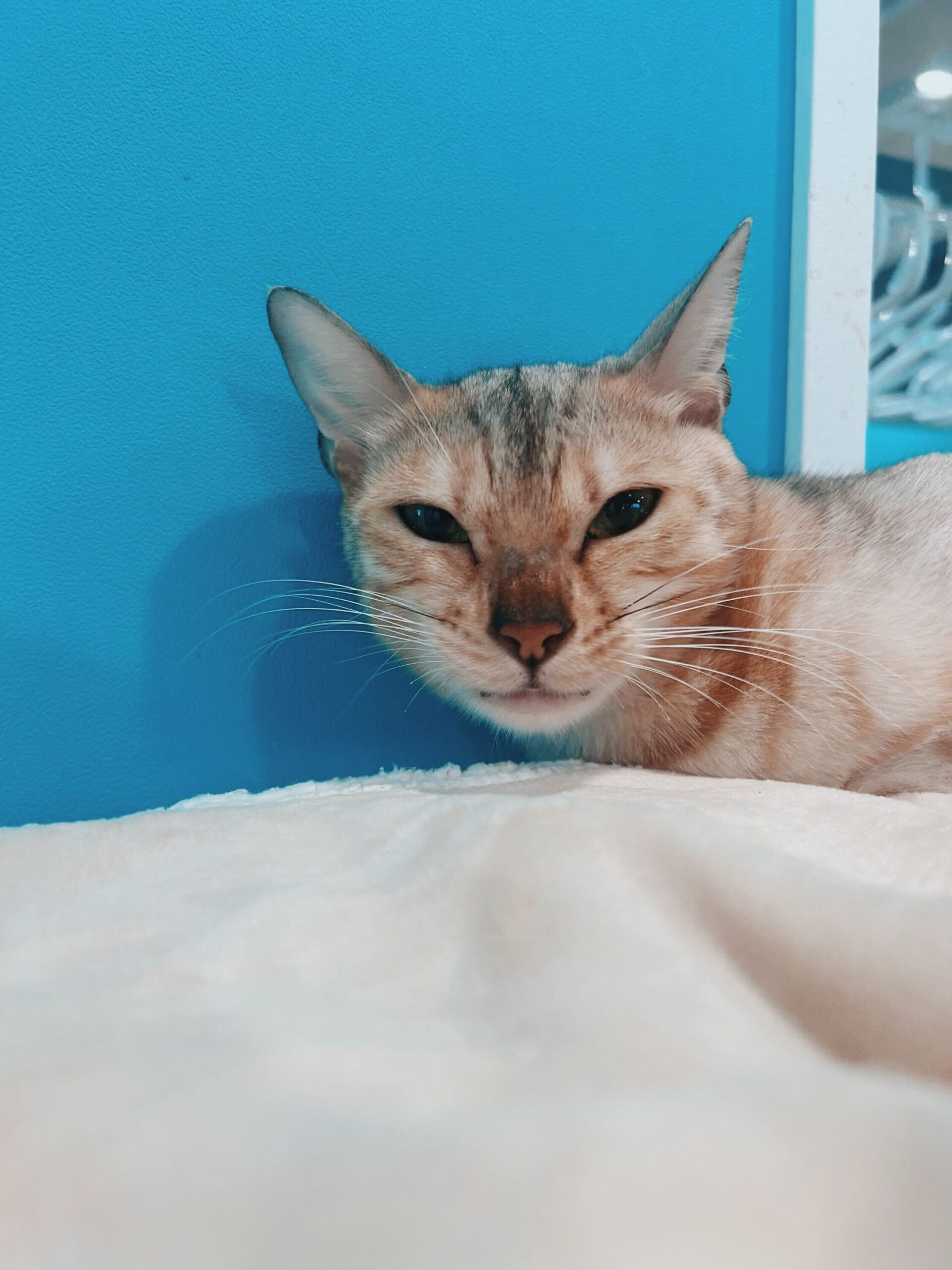 ヘリックスの画像1