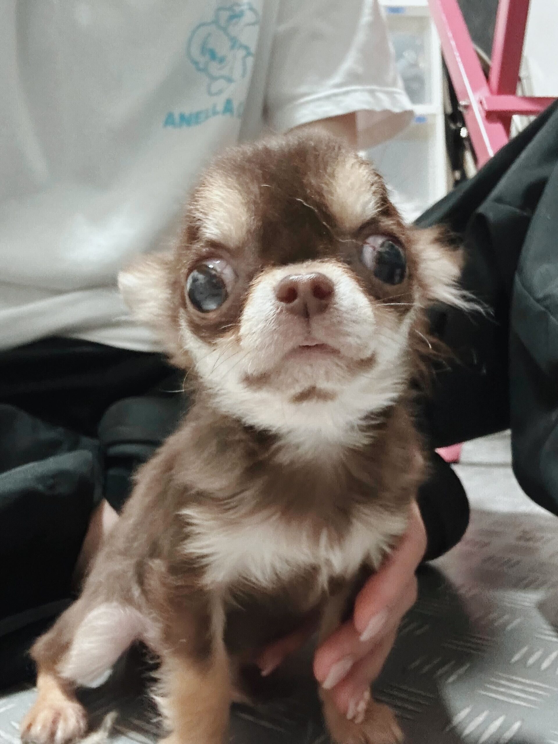 まつぼっくりの画像3