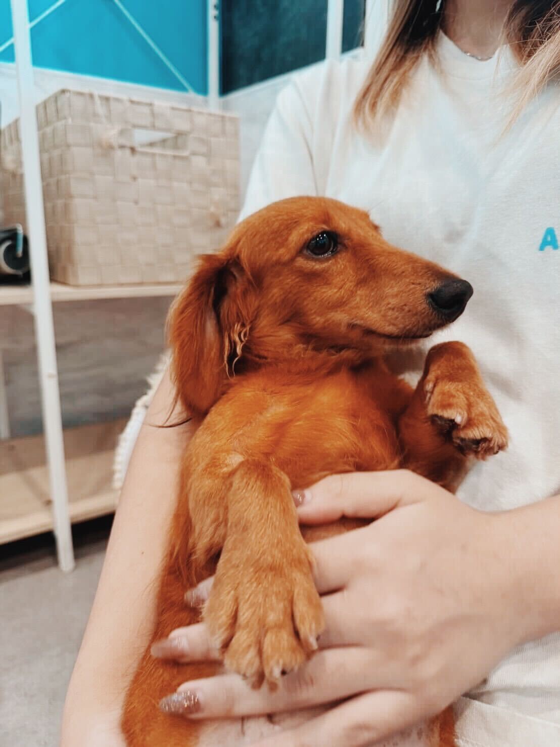 ルブタンの画像3