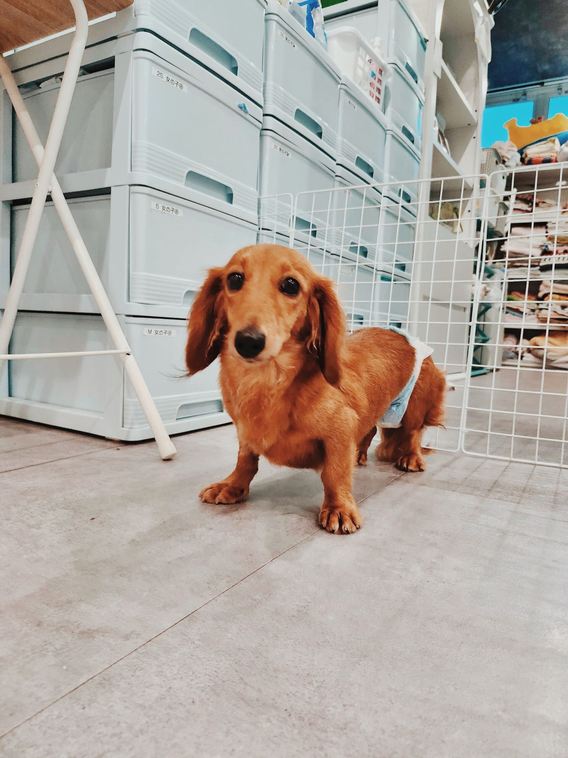 ルブタンの画像2