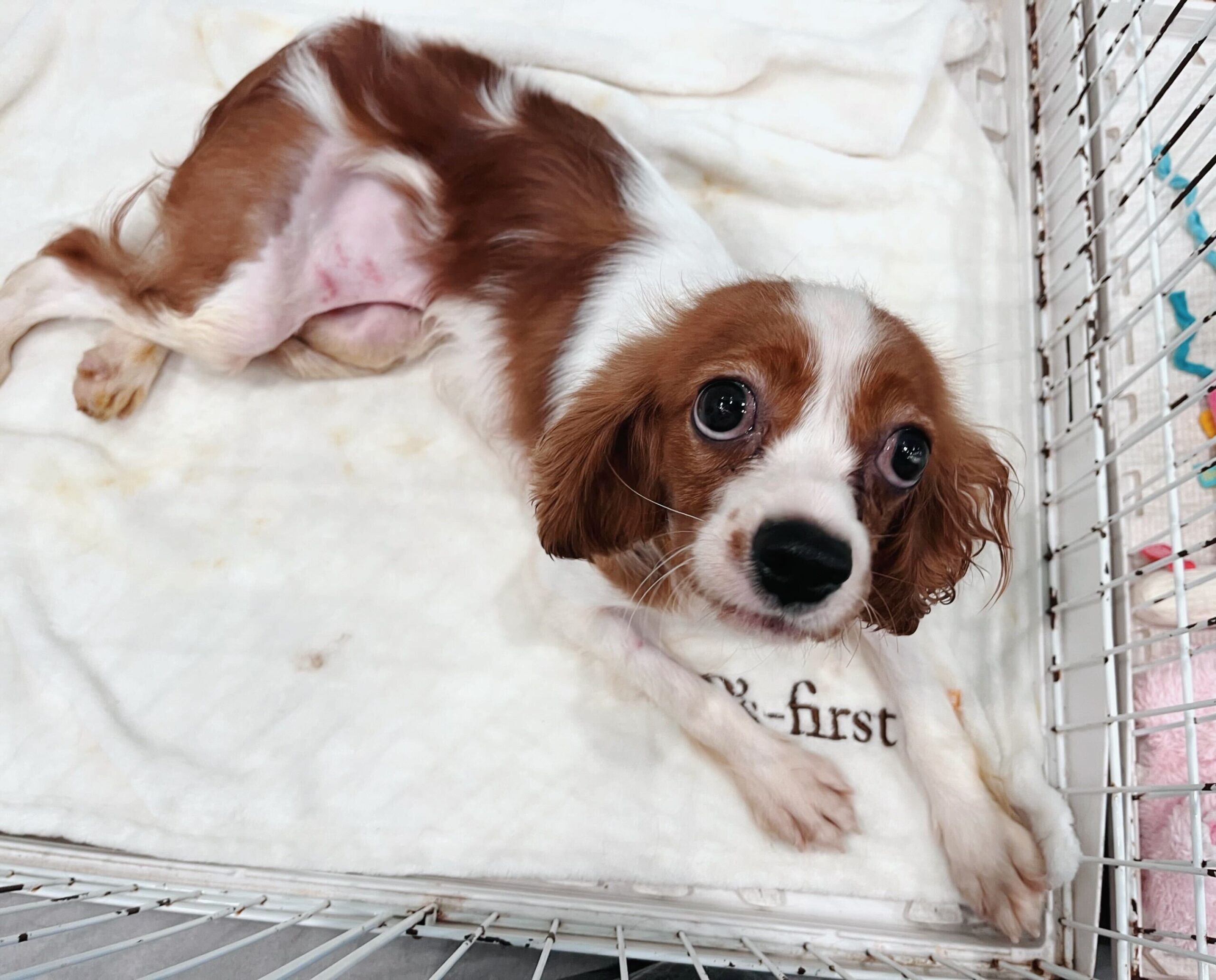 フレンジーの画像2